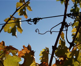 Blackjack Vineyards - Taree Accommodation 1