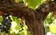 Blackjack Vineyards - thumb 0