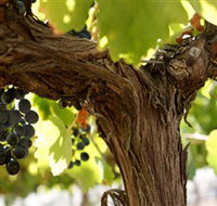 Blackjack Vineyards - Taree Accommodation