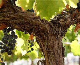 Blackjack Vineyards - Taree Accommodation 0