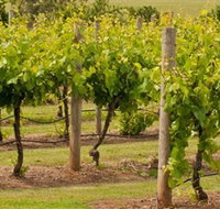 Mt Coghill Vineyard - Taree Accommodation