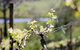 Whistling Eagle Vineyard - thumb 0