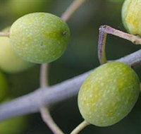 Montalto Vineyard and Olive Grove - Taree Accommodation