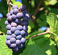 Tinderbox Vineyard - Taree Accommodation