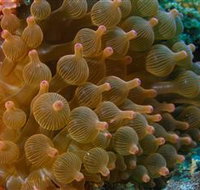 Coral Gardens Dive Site Mooloolaba - Taree Accommodation