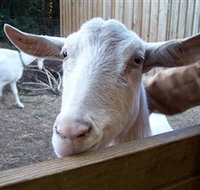 Drysdale Cheeses - Taree Accommodation