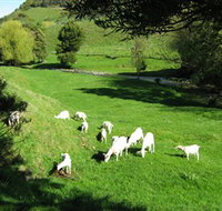 Karmic Goat Soapworks - Taree Accommodation