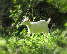 Karmic Goat Soapworks - Taree Accommodation 1