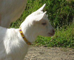 Karmic Goat Soapworks - Taree Accommodation 5