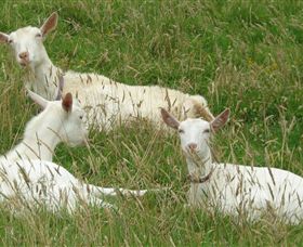 Karmic Goat Soapworks - Taree Accommodation 6