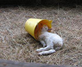 Karmic Goat Soapworks - Taree Accommodation 7