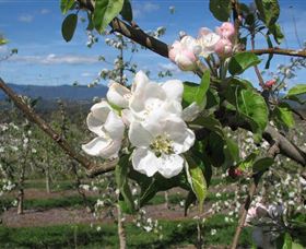 Batlow NSW Taree Accommodation