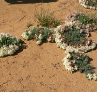Coorow Wreath Flowers - Taree Accommodation