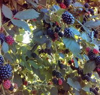 Gunnadoo Berries - Taree Accommodation