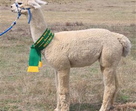 Marchmont Park Alpacas - Taree Accommodation 1