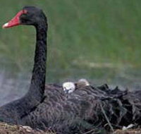 French Island Marine National Park - Taree Accommodation