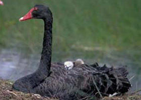 French Island Marine National Park - Taree Accommodation 0