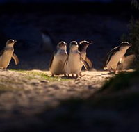 Phillip Island Nature Parks - Taree Accommodation
