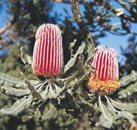 Coorow Wildflower Drive - Taree Accommodation