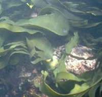 Churchill Island Marine National Park - Taree Accommodation