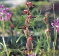 Carnamah-Eneabba Wildflower Drive - Taree Accommodation