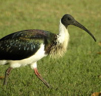Toowoomba Water Bird Habitat - Taree Accommodation