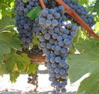 Joshuas Fault Wine - Taree Accommodation