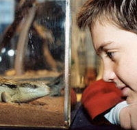 Canberra Reptile Zoo - Taree Accommodation