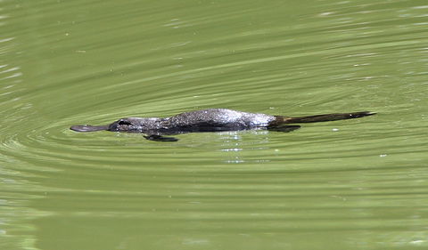 Jenolan River Walking Track - Taree Accommodation 1
