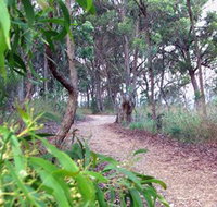 Mount Mutton Walking Trail - Taree Accommodation