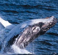 Sydney Eco Whale Watching - Taree Accommodation