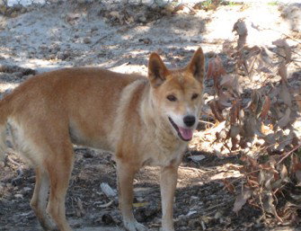 Cohunu Koala Park - Taree Accommodation 0