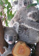 Cohunu Koala Park - Taree Accommodation 1