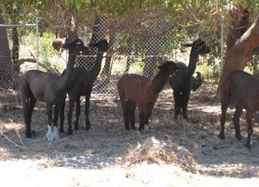 Cohunu Koala Park - Taree Accommodation 2