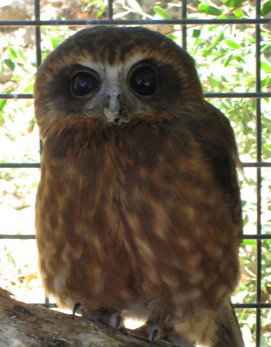 Cohunu Koala Park - Taree Accommodation 3