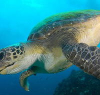 Byron Bay Dive Centre - Taree Accommodation