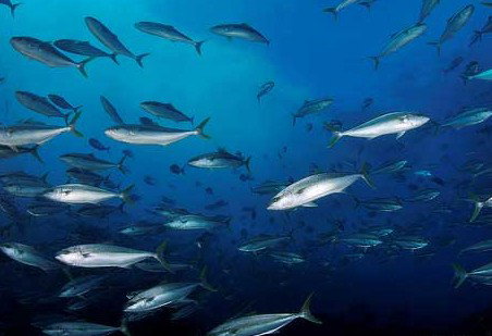 Byron Bay Dive Centre - Taree Accommodation 2