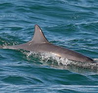 Byron Bay Dolphin Wildlife Tours - Taree Accommodation