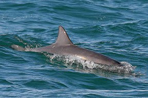 Byron Bay Dolphin Wildlife Tours - Taree Accommodation 0