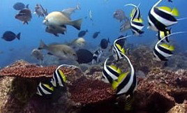 Byron Bay Dolphin Wildlife Tours - Taree Accommodation 3