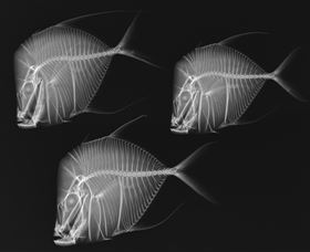 X-Ray Vision: Fish Inside Out - Taree Accommodation 0