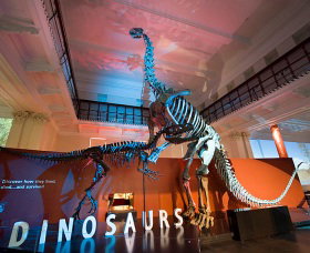 Australian Museum - Taree Accommodation 0