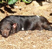 Symbio Wildlife Park - Taree Accommodation