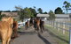 Darkes Forest Riding Ranch - thumb 1
