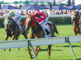 Morphettville Racecourse - Taree Accommodation 2