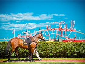 Morphettville Racecourse - Taree Accommodation 3
