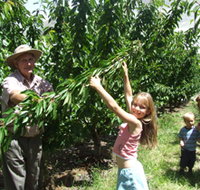 Forest Range Cherries - Taree Accommodation