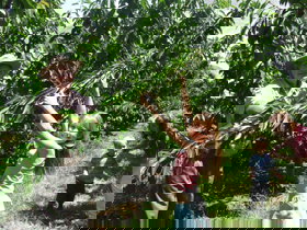 Forest Range Cherries - Taree Accommodation 0