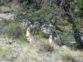 Saunders Gorge Sanctuary - Taree Accommodation 2