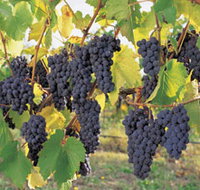 Hills Short Wine and Food Trail - Taree Accommodation